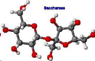 Saccharose-Molekl